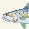 Фото профиля Troutfish