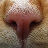 Dom Sip profil fotoğrafı