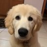 Marmaduke's profile picture