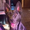 Foxy Malinois profil fotoğrafı
