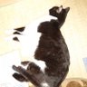ササヒロ's profile picture