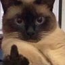 Profilbild von Leon