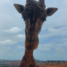 hermando suarez's profile picture