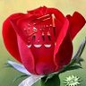 Фото профиля Ruquaiya Naz