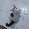 Ollie's profile picture