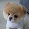 てんてん's profile picture