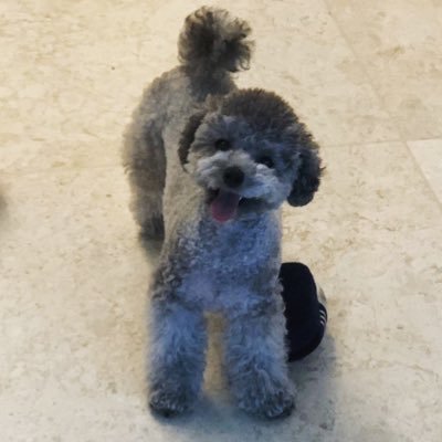 toujoursef's profile picture