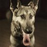 Canine Physiognomist profil fotoğrafı