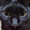 わんちゃんす・ろーる!! profil fotoğrafı