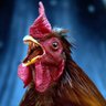 Фото профиля Rooster Tooth