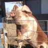 Фото профиля Swagger Swine