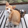 Profilbild von funyashiki