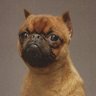 Cute Animals's profile picture