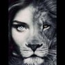 Wolf's profile picture
