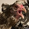 Mother Clucker 🇨🇦⛰️'s profile picture