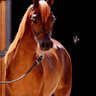 Фото профиля للماضي ذكريات