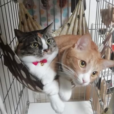 まめねこ日記's profile picture