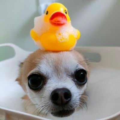 チワワのジェリーたん's profile picture