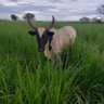 Seregenya Kapiata's profile picture