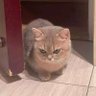 Pwittzzz profil fotoğrafı