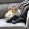 leenan's profile picture