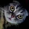 Фото профиля どら猫堂