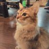 犬アイコン profil fotoğrafı