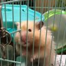 城島 活(ジョージマ・イケルあるいはブルちゃん)小動物大好き雑学おじさん 的头像