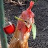 inż. Gadająca Muffina's profile picture