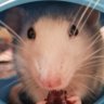 DemocRat- Democracy's psychic rat🐀 的头像