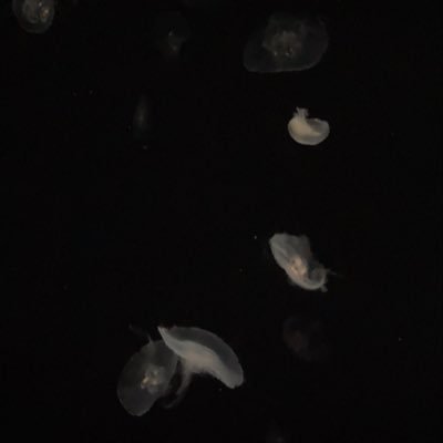 mmiho_w's profile picture