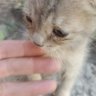 Profilbild von gato_gatitos