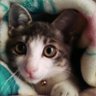 KAZU森田 夢に向かって🐹🧡🌼🌻🌸🍎🍑👾💚💜 的头像