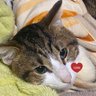 のんのん's profile picture