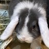 Profilbild von チョビ