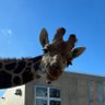ちびうさ profil fotoğrafı
