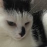 Finn profil fotoğrafı