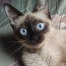 Profilbild von lizz 🐾🦄😺