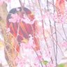 ︎︎𓂃 𓈒𓏸🍃💤 的头像