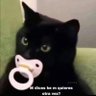 El Gato profil fotoğrafı