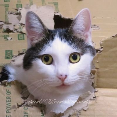 cats_chica0726's profile picture