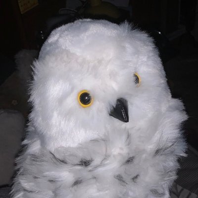 gus33000's profile picture