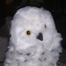 Фото профиля Gustave Monce 🦉