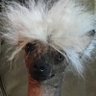 Profilbild von Miscai