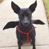 BatDog's profile picture