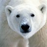 polar bear profil fotoğrafı