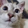 Sebas wa⁰²⁸ profil fotoğrafı