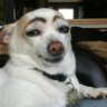 Gnomon's profile picture