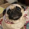 Фото профиля Pug Mom