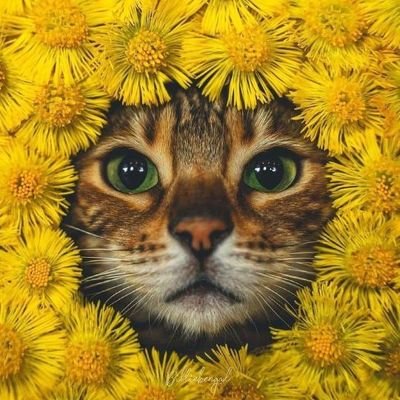 Katiynika's profile picture